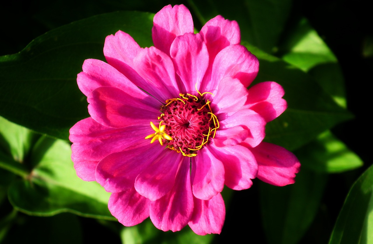 zinnia  flower  summer free photo