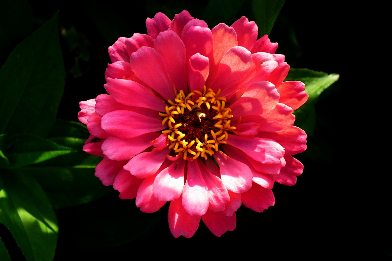 zinnia  flower  summer free photo