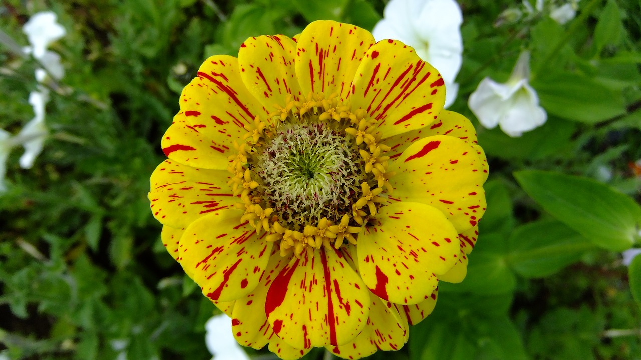 zinnia  garden  flowers free photo