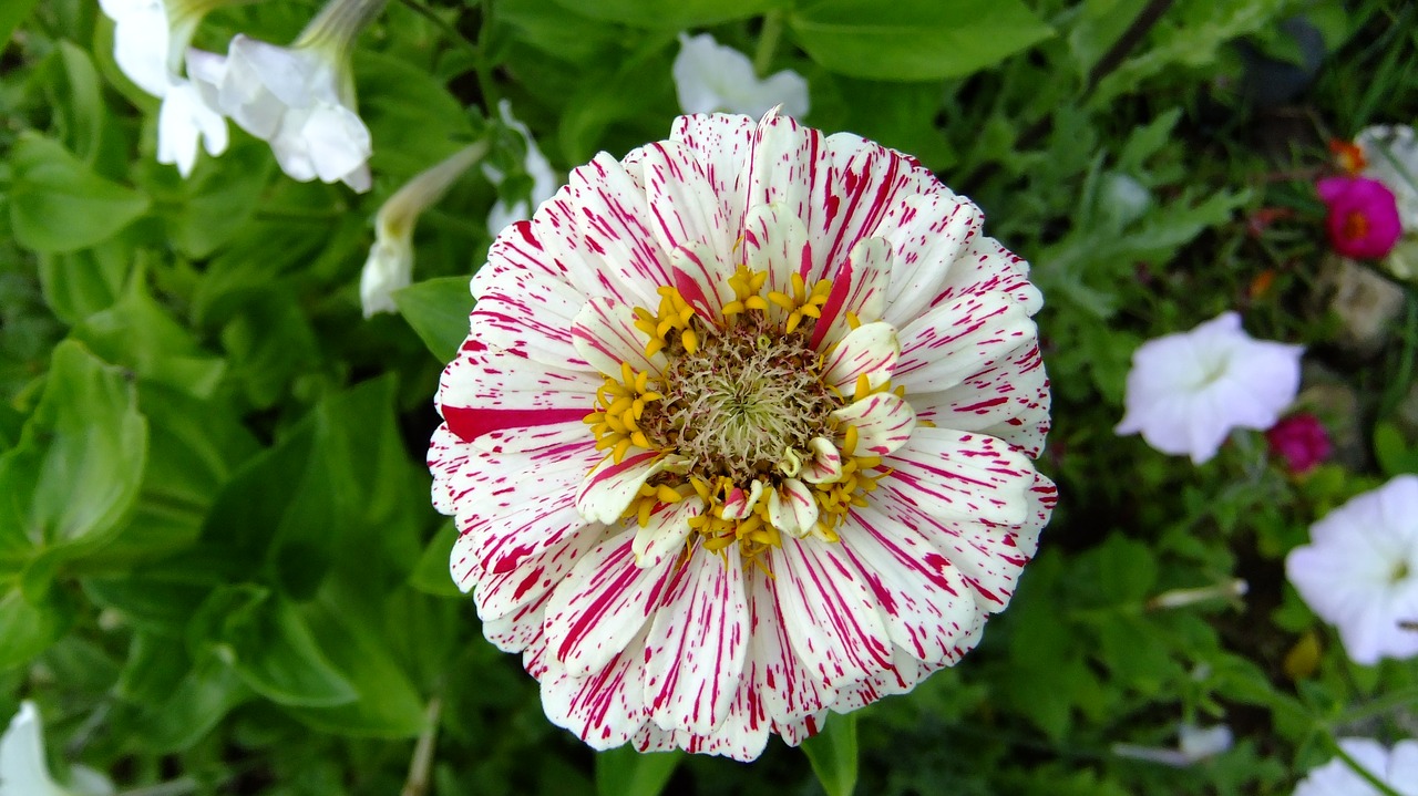 zinnia  flower  garden free photo