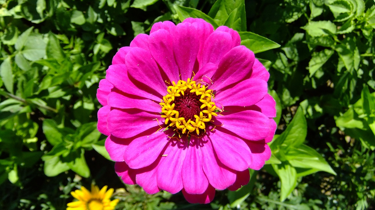 zinnia  red  summer free photo