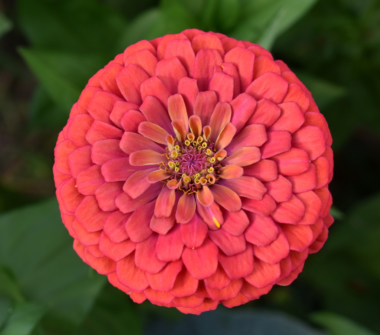 zinnia  red  flower free photo