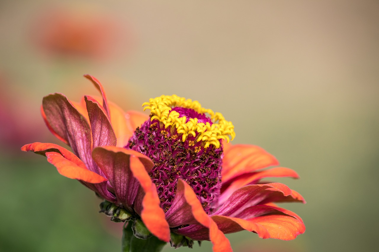 zinnia  blossom  bloom free photo