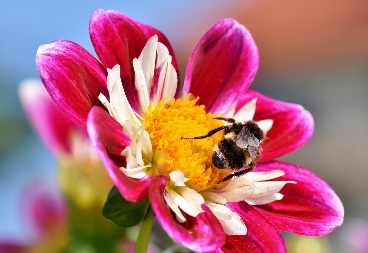 zinnia  composites  asteraceae free photo