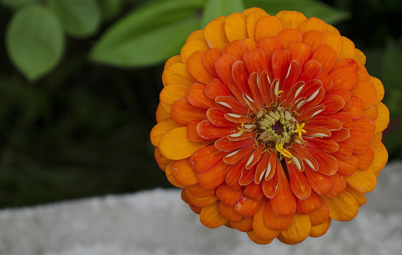 zinnia  flower  nature free photo