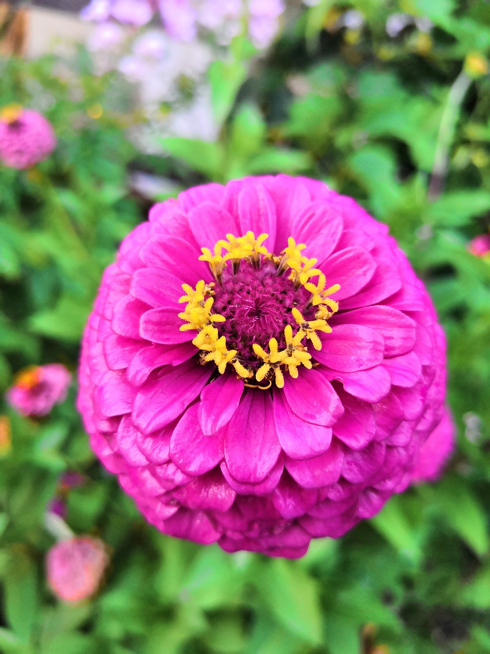 zinnia  flower  macro free photo