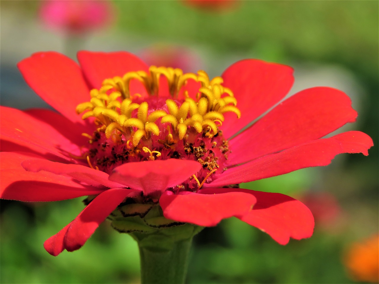 zinnia  flower  plant free photo