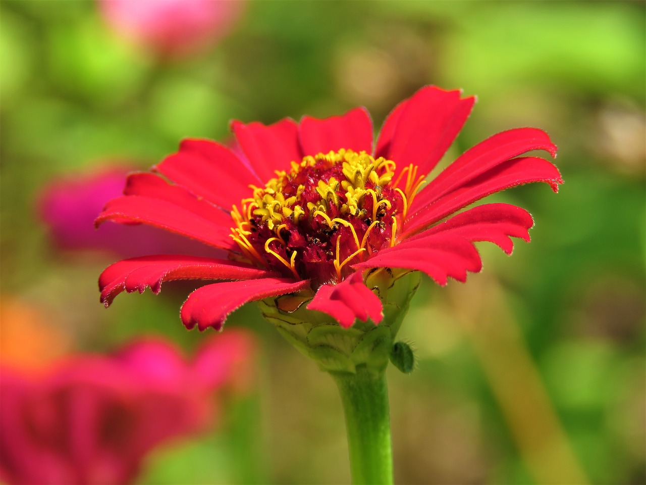 zinnia  flower  plant free photo