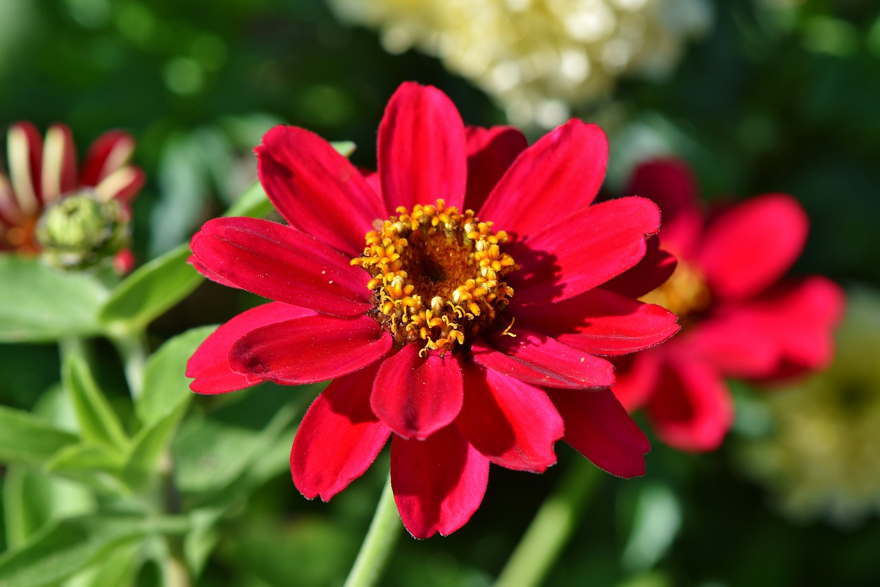 Red Zinnia Flower