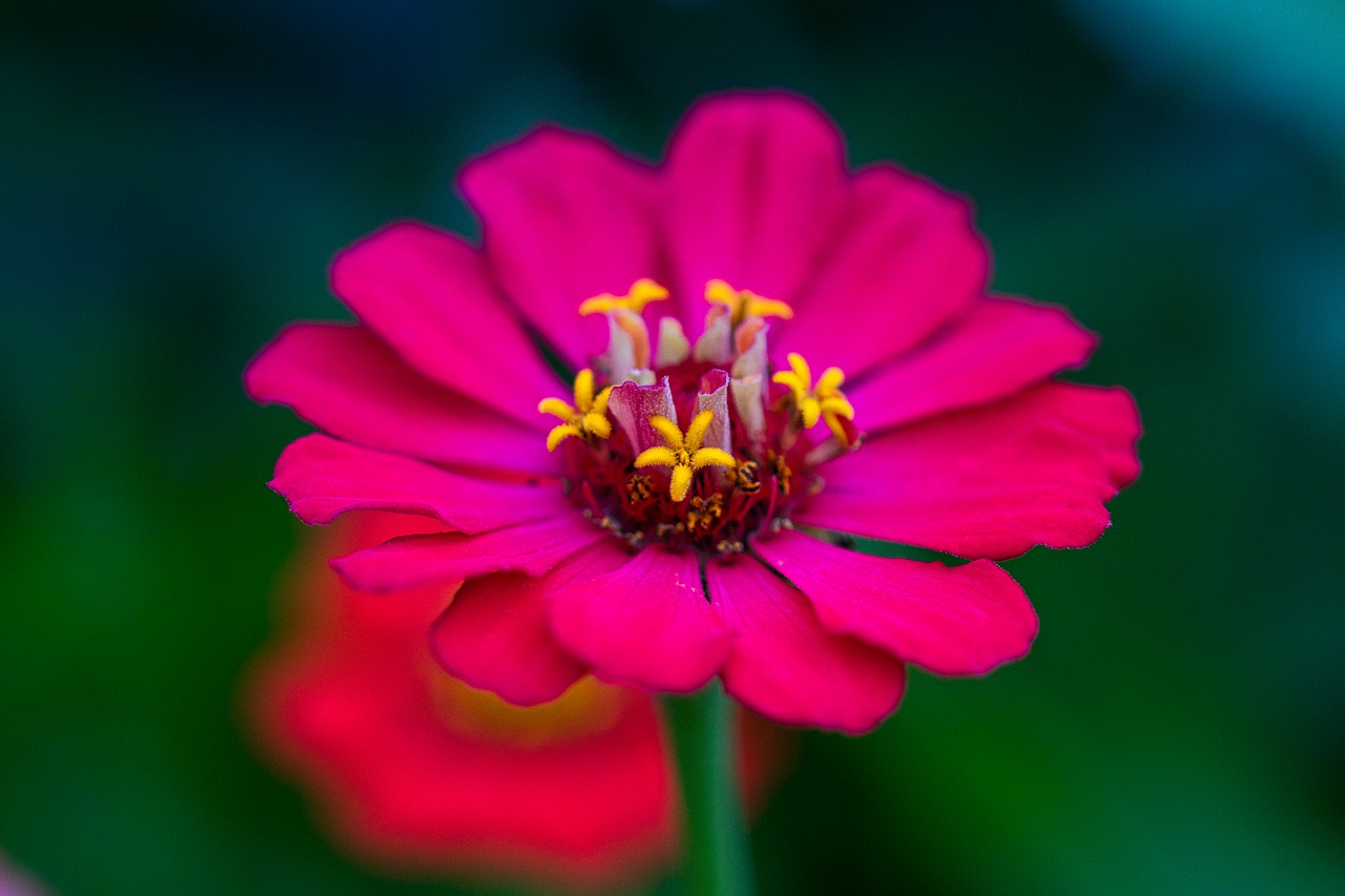 zinnia  composites  asteraceae free photo