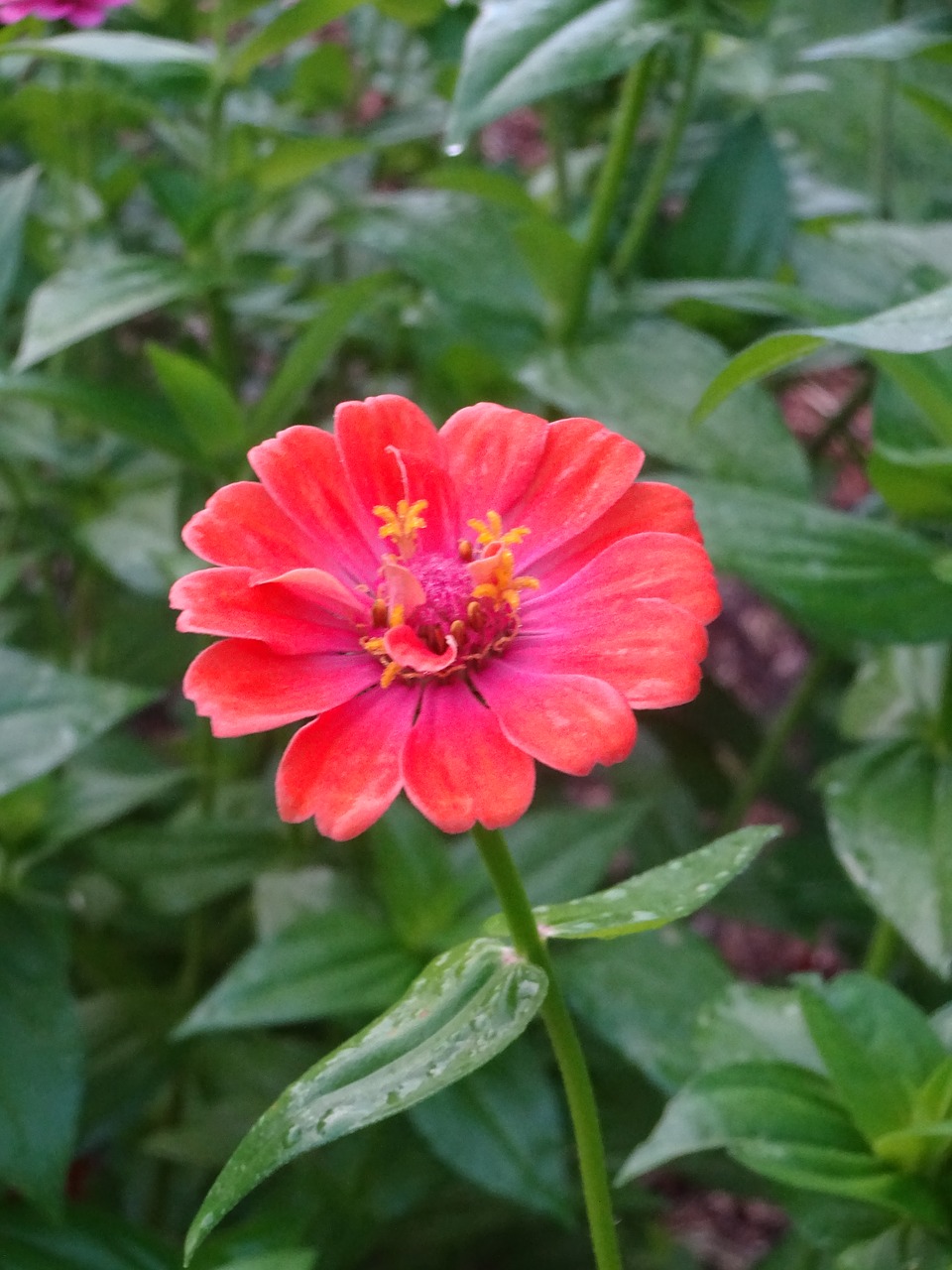 zinnia  pink  flower free photo