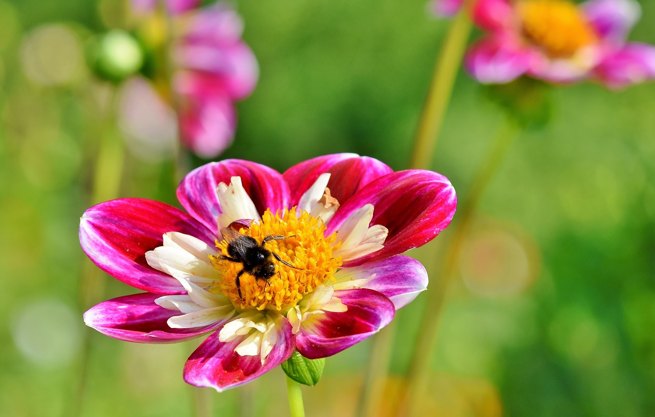 zinnia  composites  asteraceae free photo