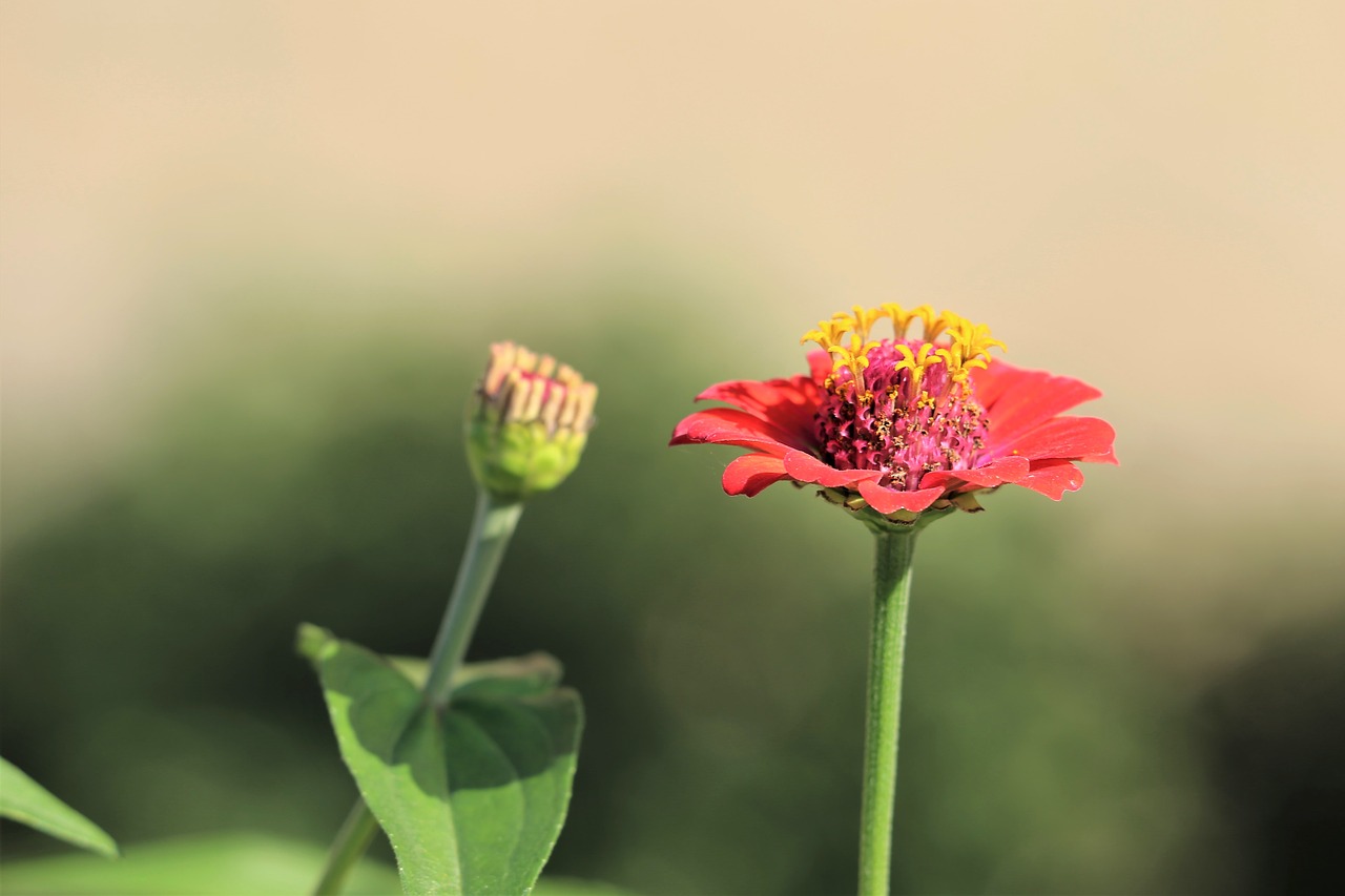 zinnia  red  green free photo