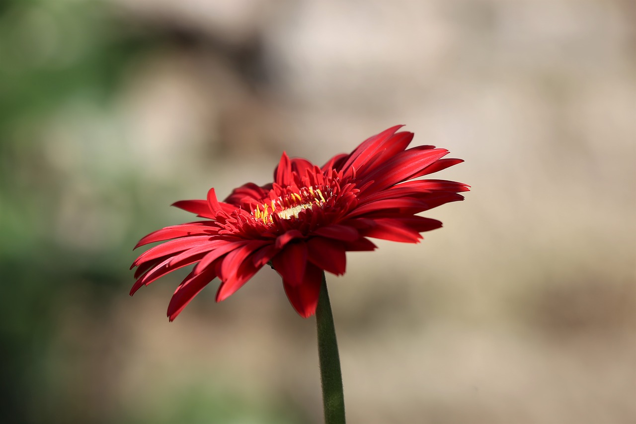 zinnia  red  green free photo