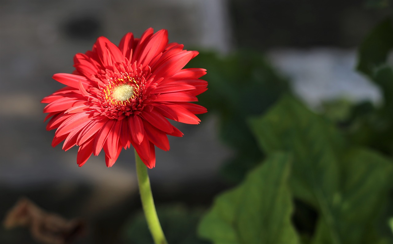 zinnia  red  green free photo