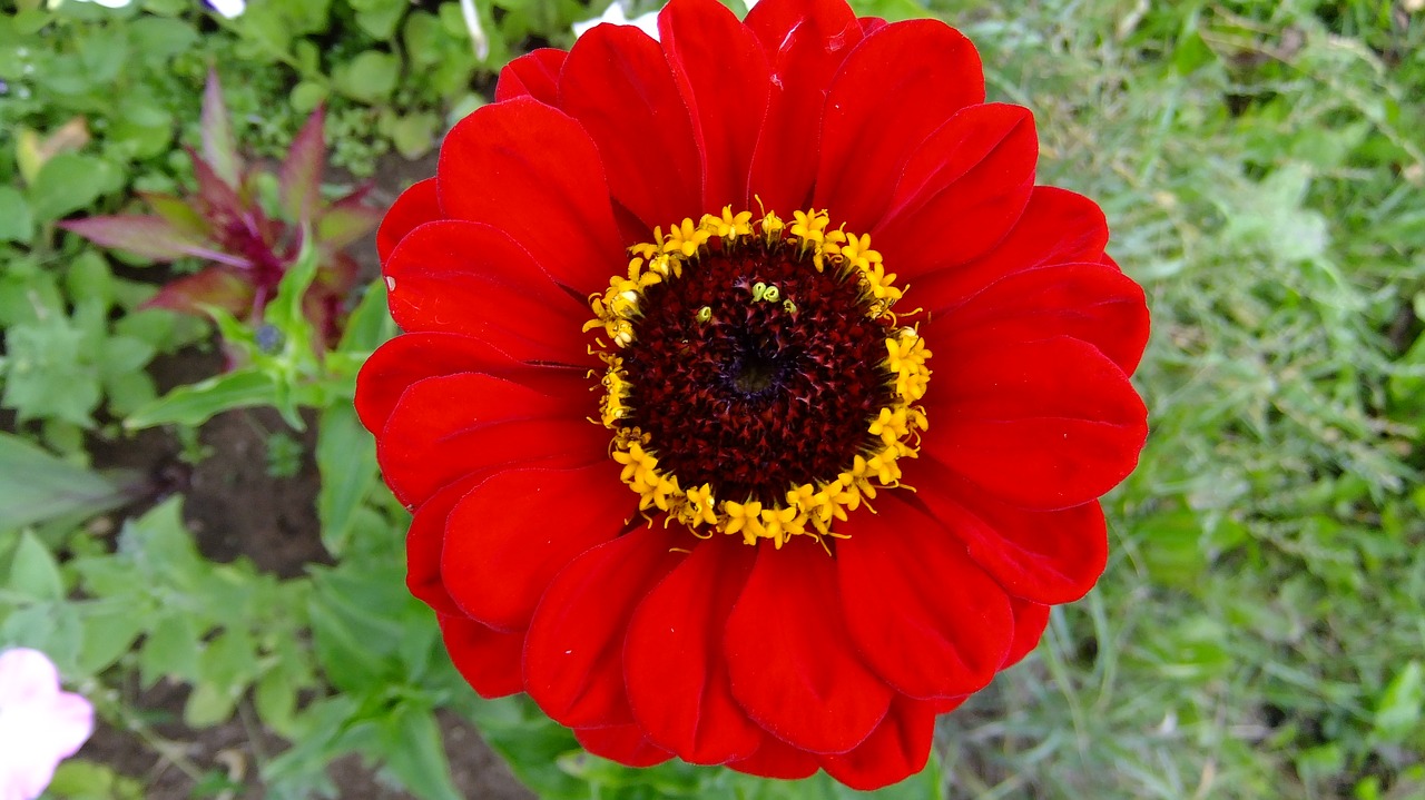 zinnia  nature  flowers free photo