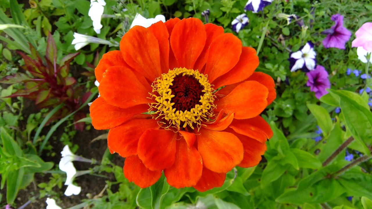 zinnia  nature  flowers free photo