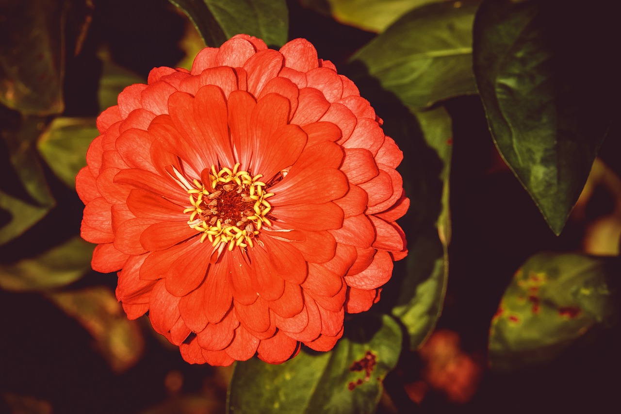 zinnia  flower  blossom free photo