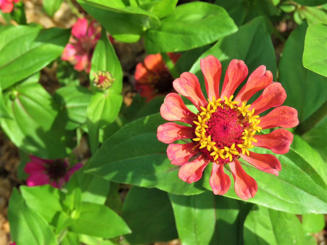 zinnia  flower  color free photo