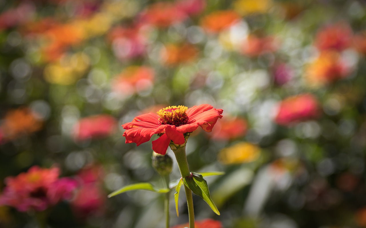 zinnia  composites  flower free photo