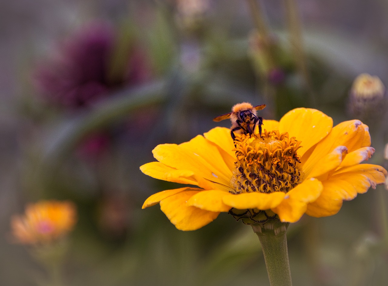 zinnia  korbblüter  insect free photo