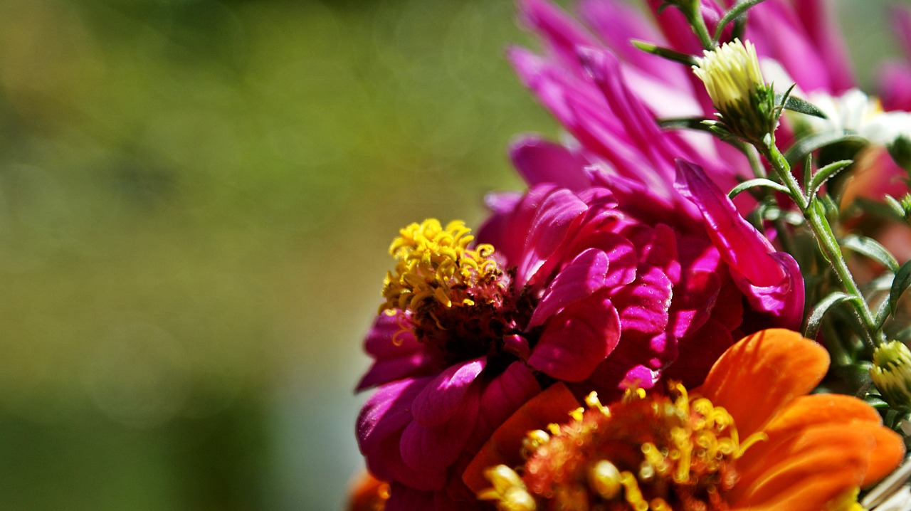 zinnia  flowers  pink free photo