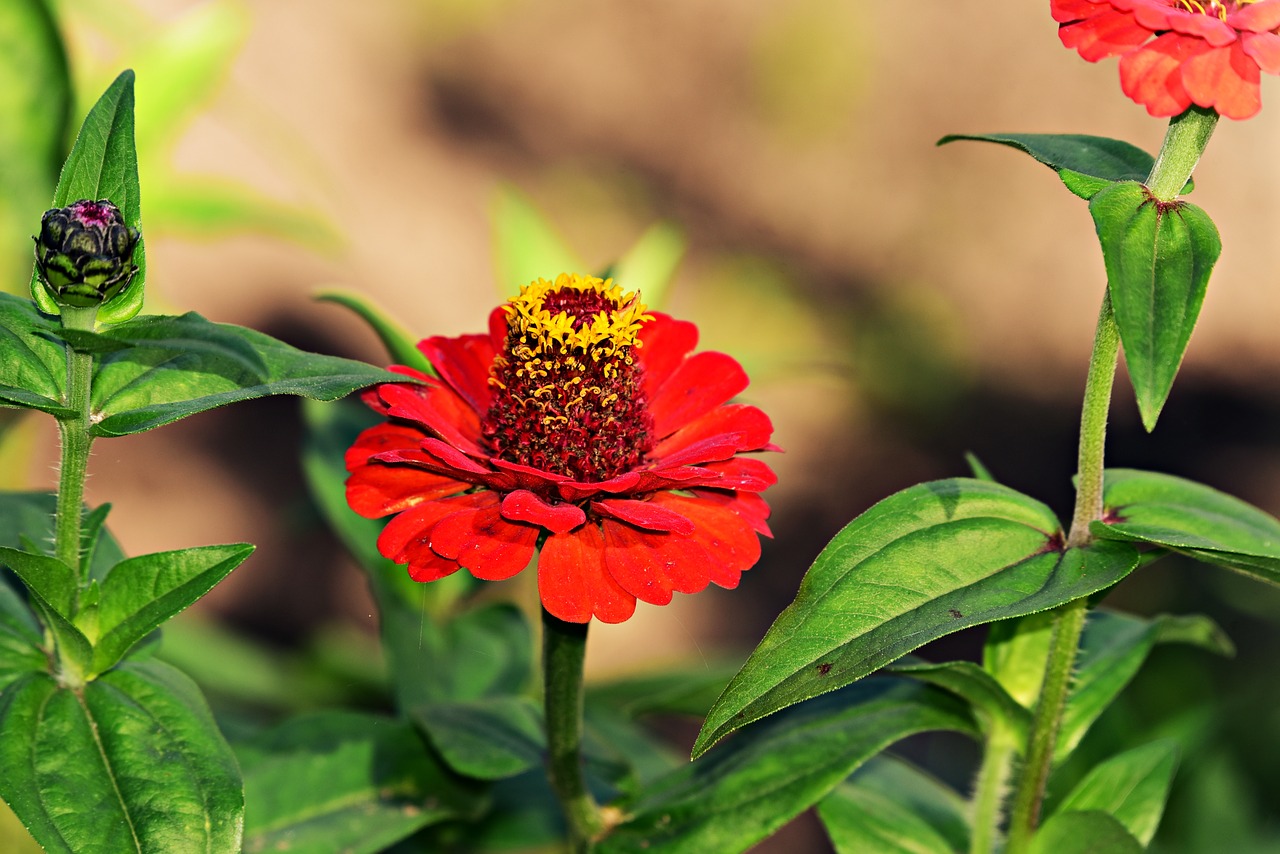 zinnia  flower  plant free photo