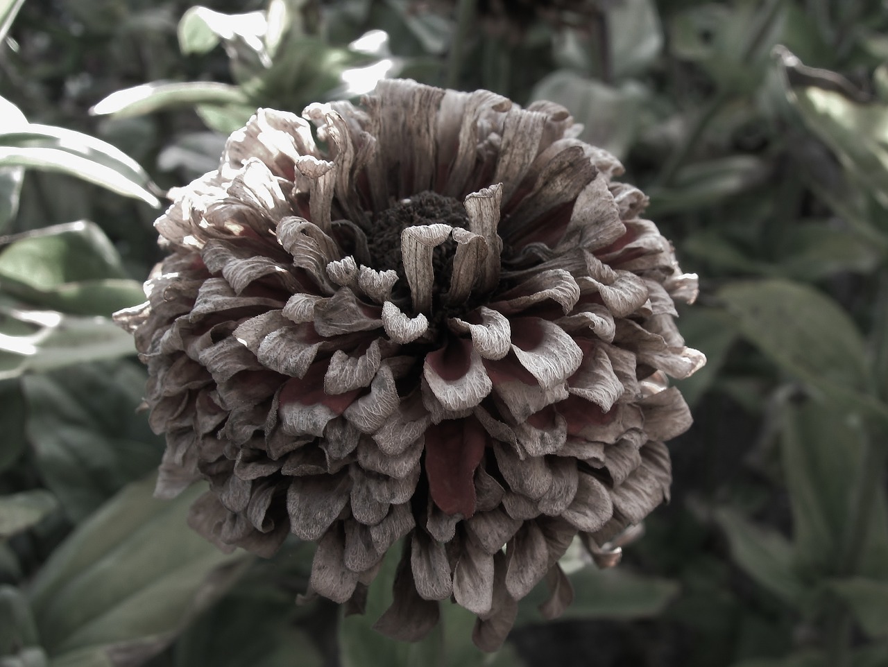 zinnia  autumn  faded free photo