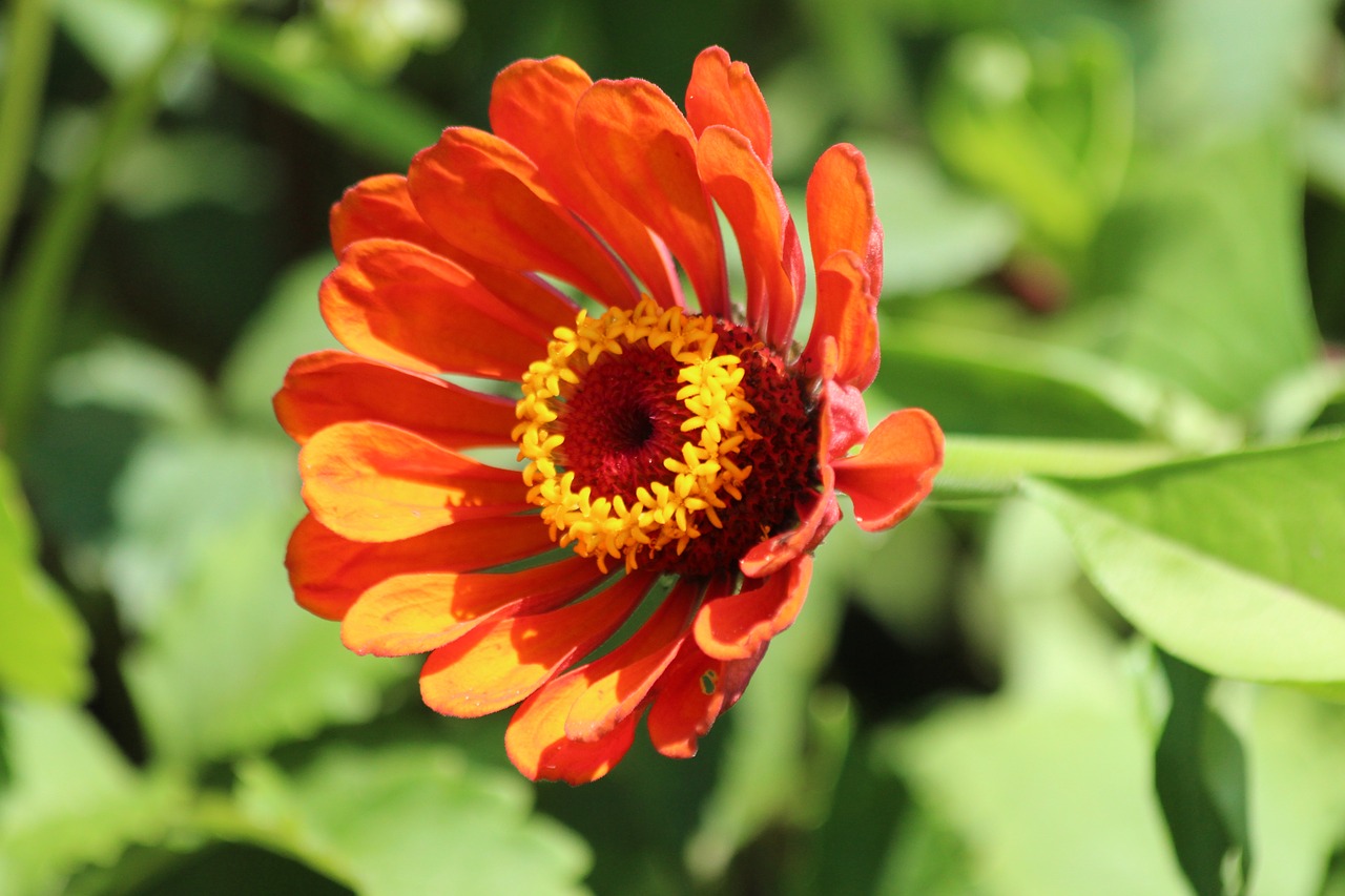 zinnia  flower  nature free photo