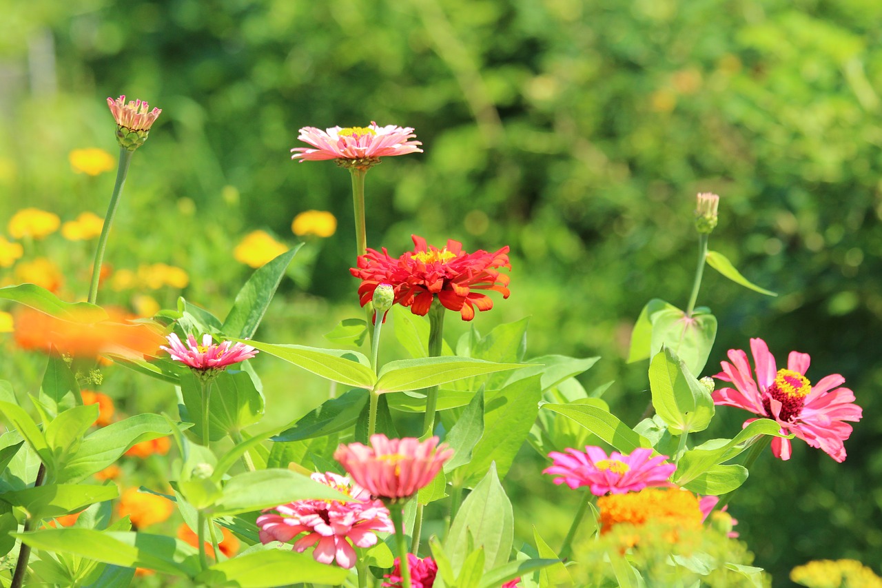 zinnia  flower  flower bed free photo