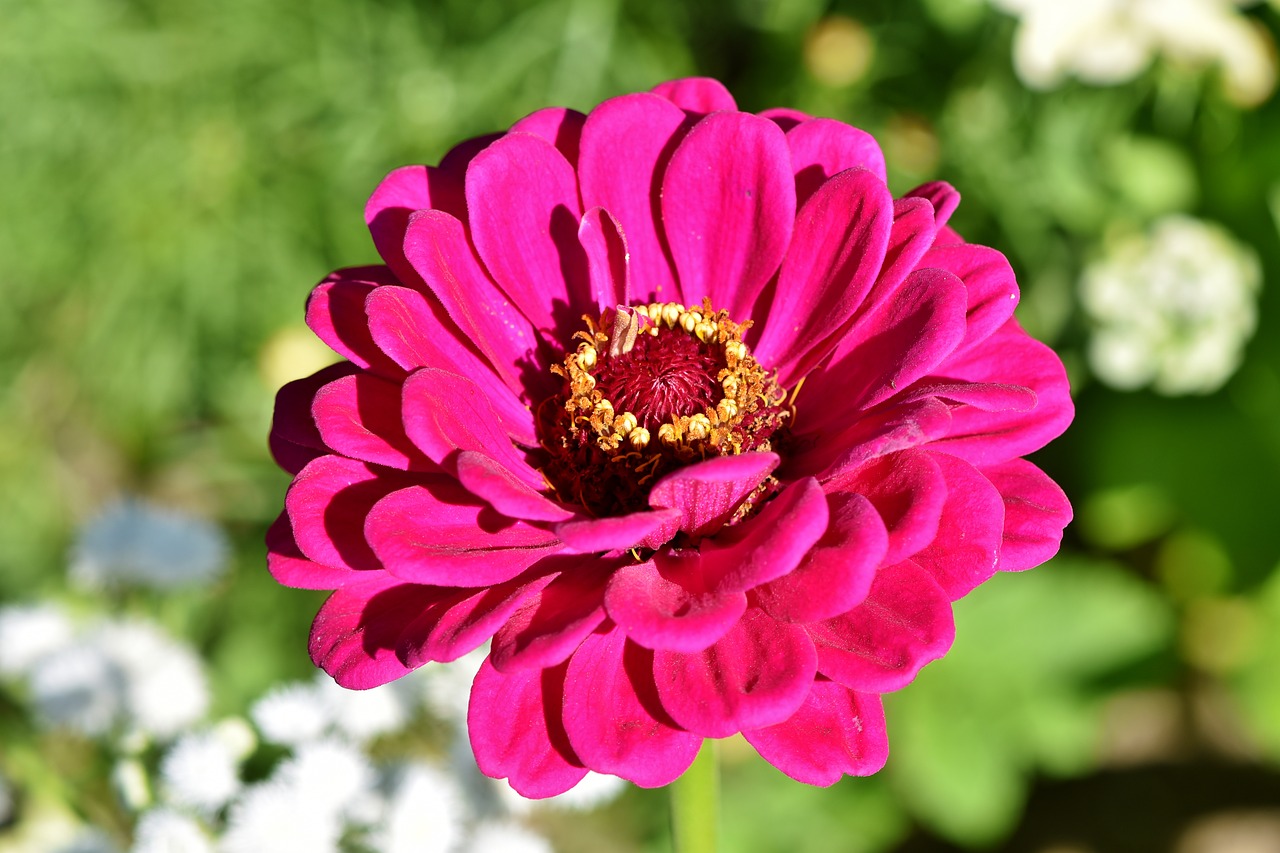 zinnia  composites  blossom free photo