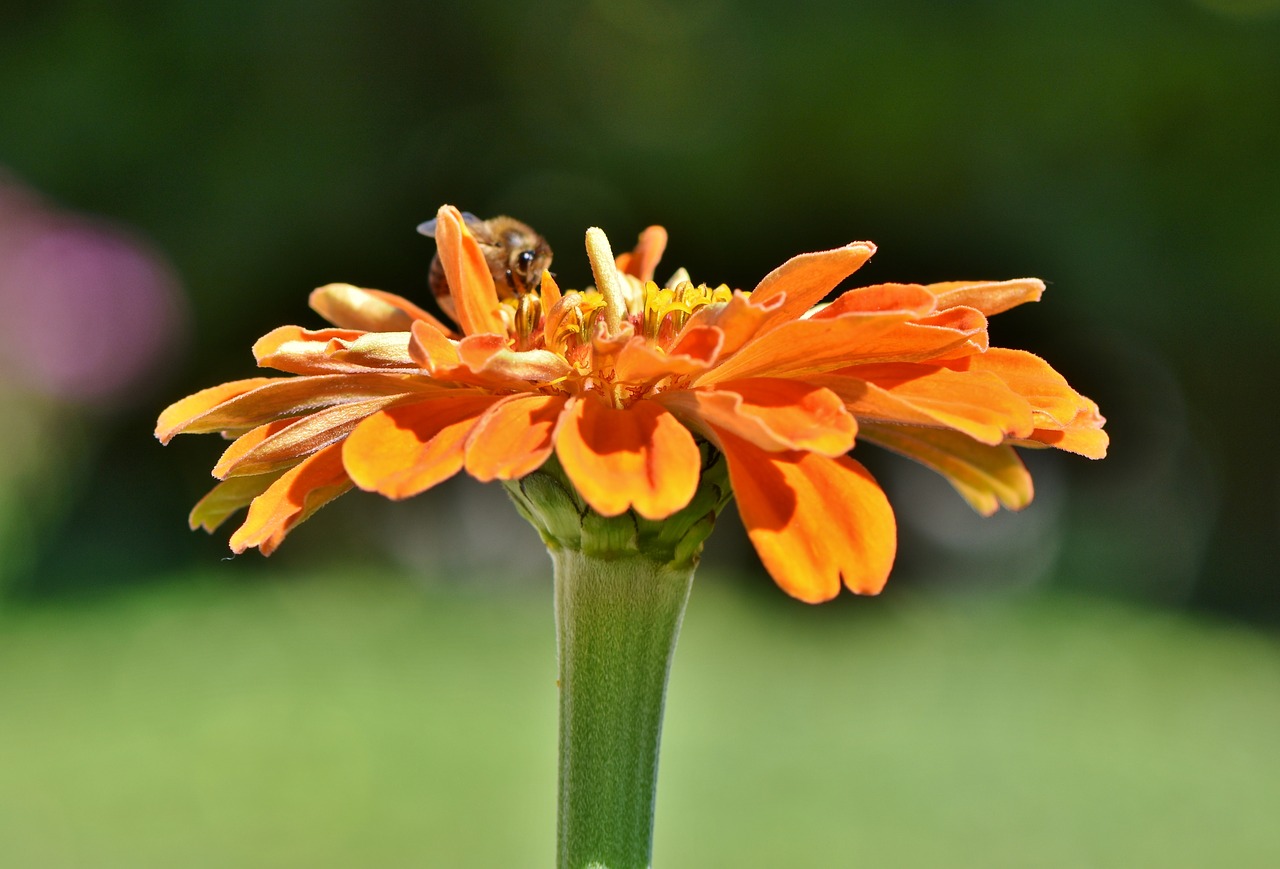 zinnia  blossom  bloom free photo