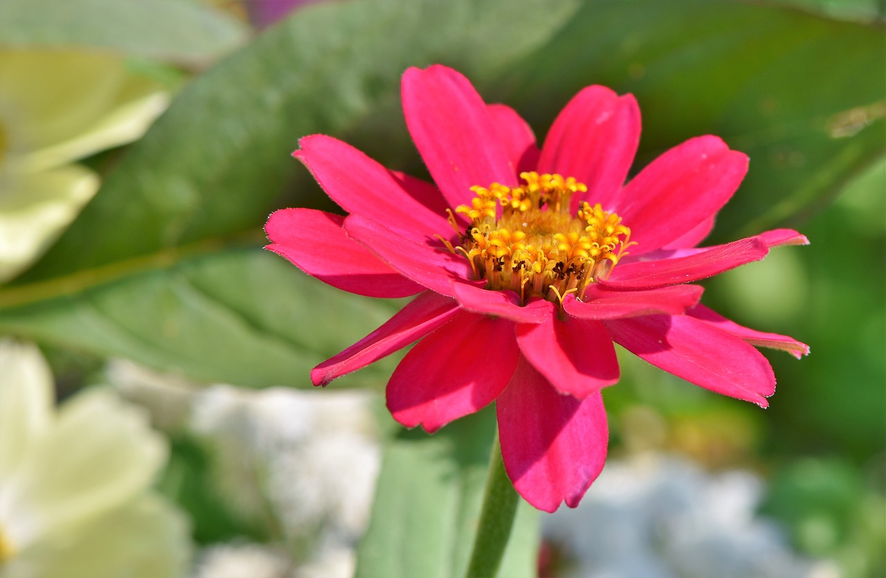 zinnia  blossom  bloom free photo