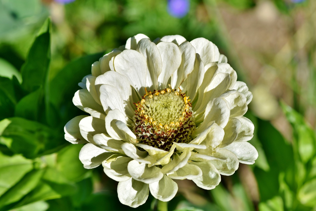 zinnia  blossom  bloom free photo