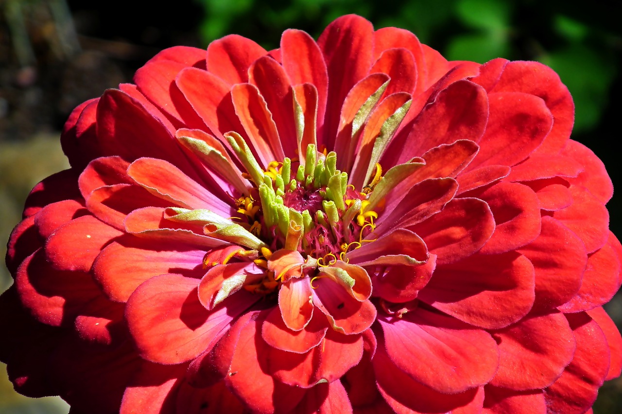 zinnia  flower  garden free photo