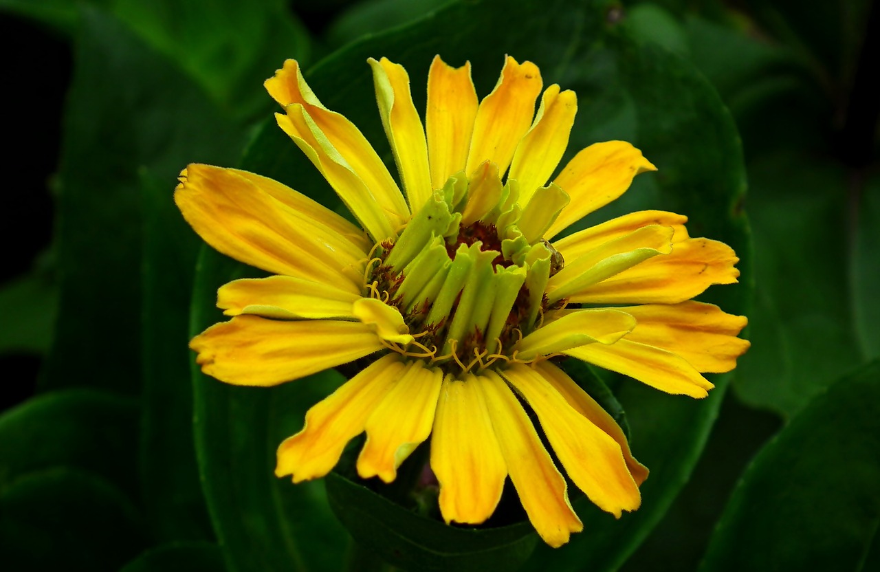 zinnia  yellow  flower free photo