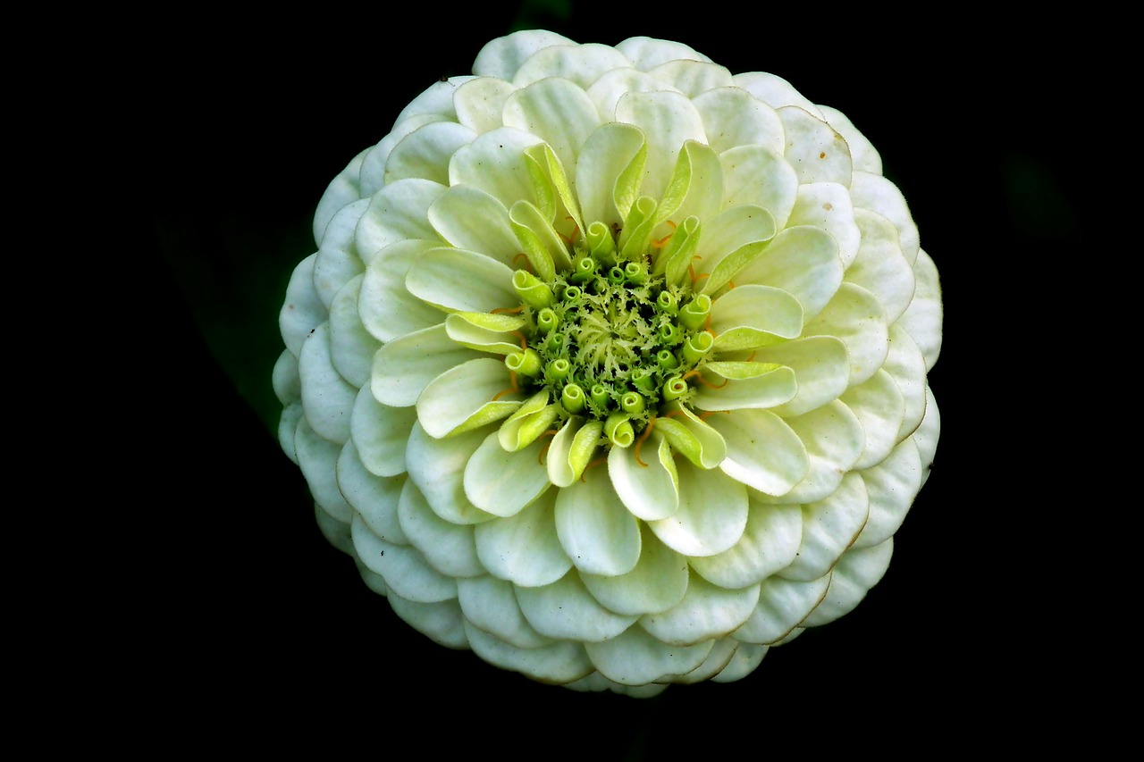 zinnia  white  flower free photo