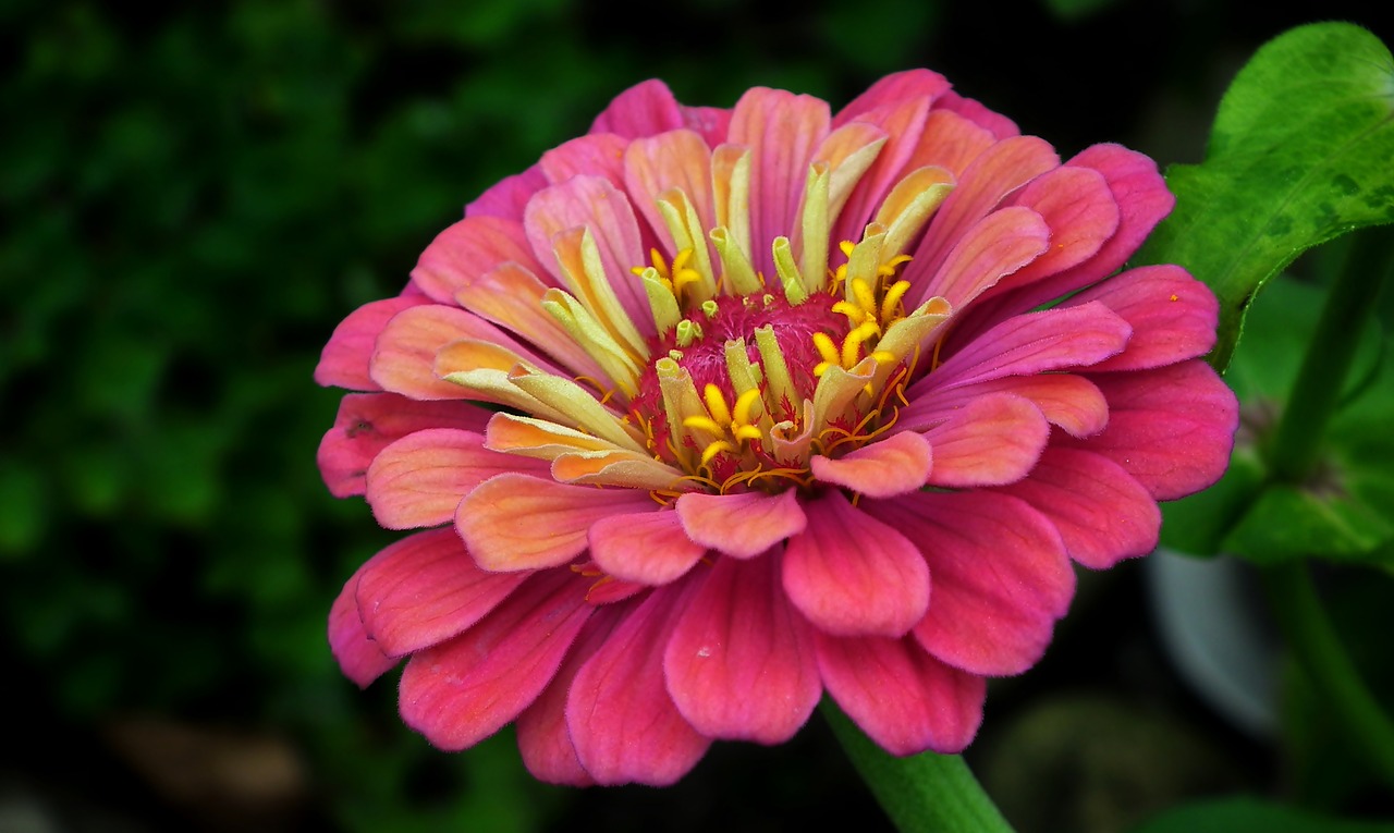 zinnia  flower  color free photo