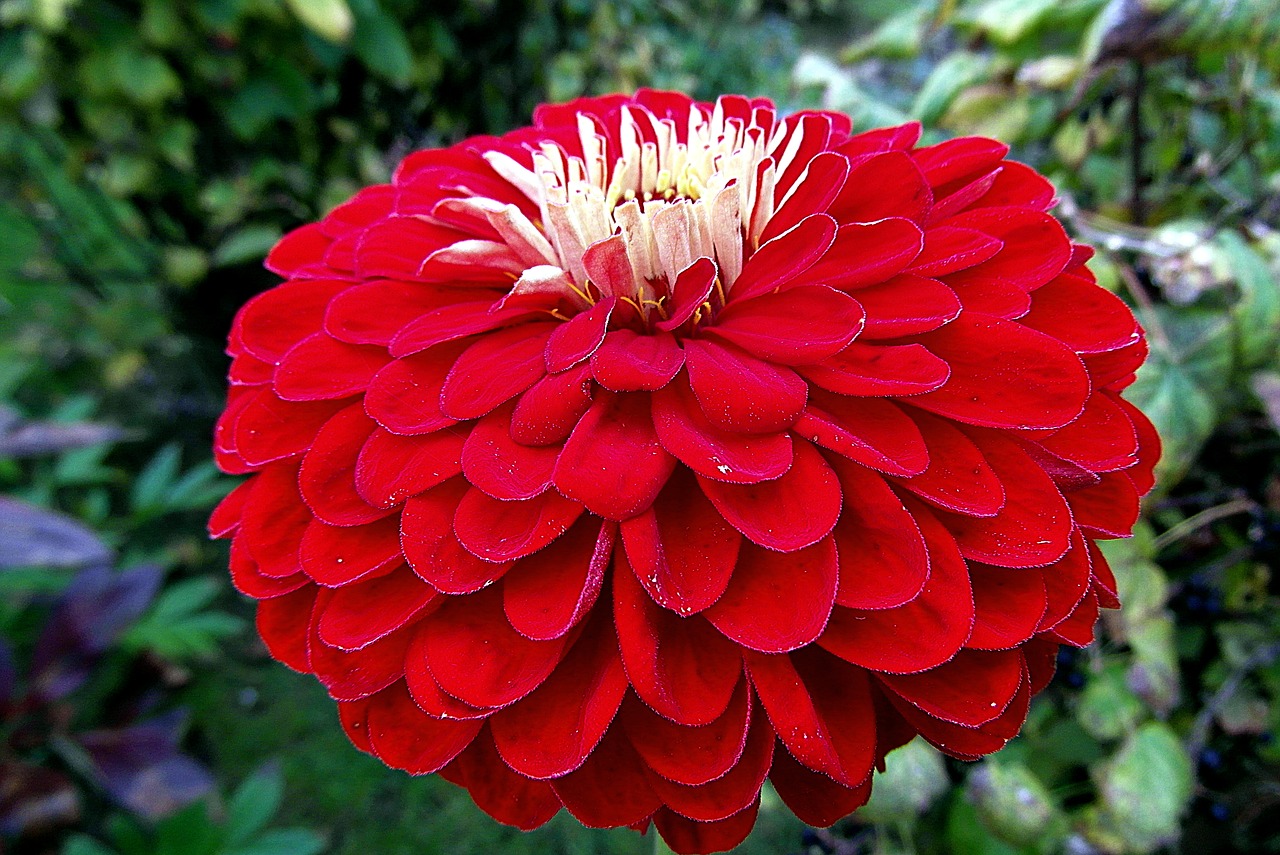 zinnia  flower  red free photo