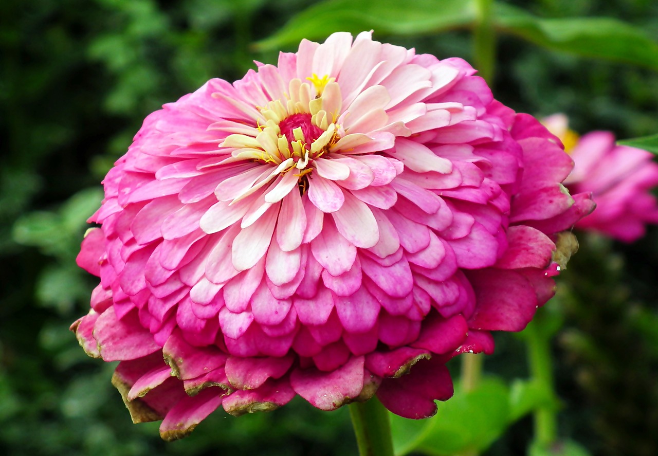 zinnia  flower  color free photo