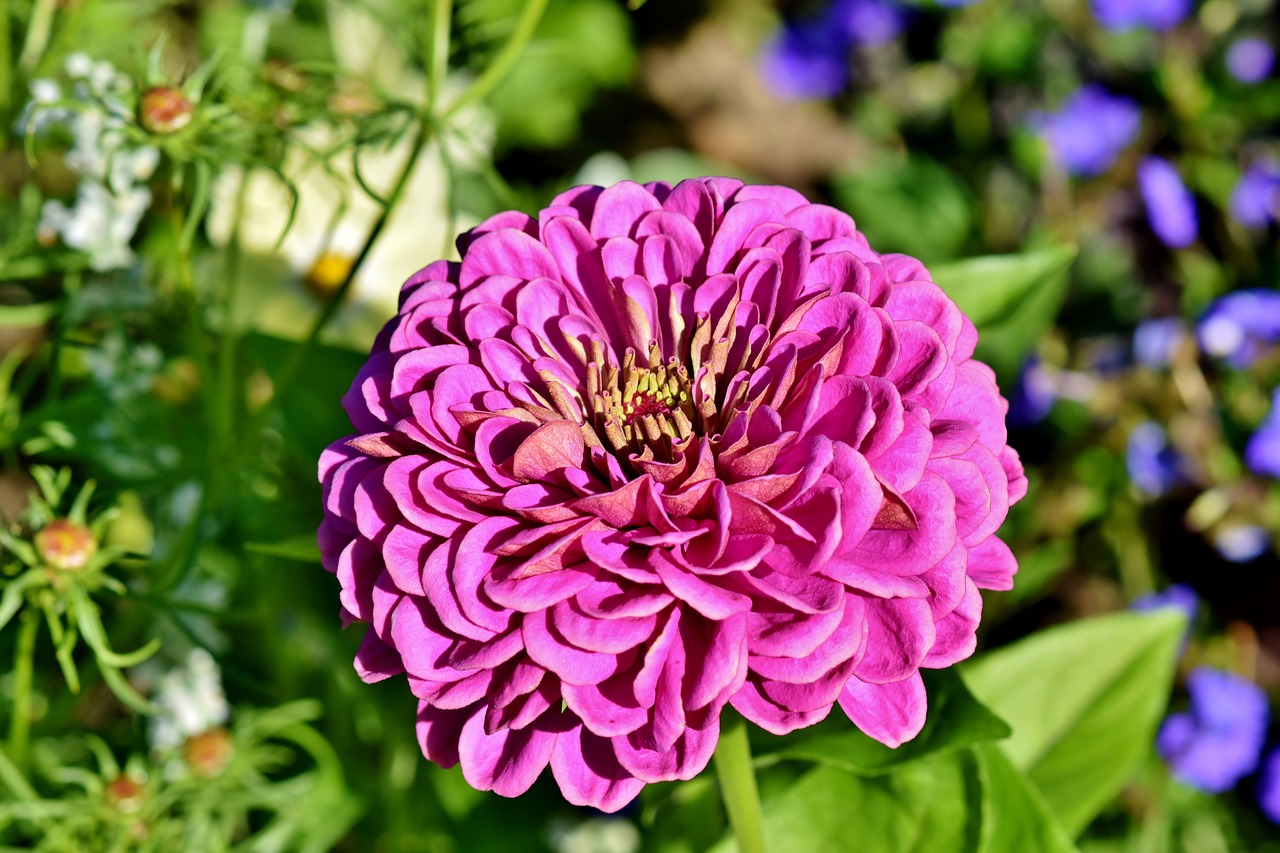 zinnia  blossom  bloom free photo