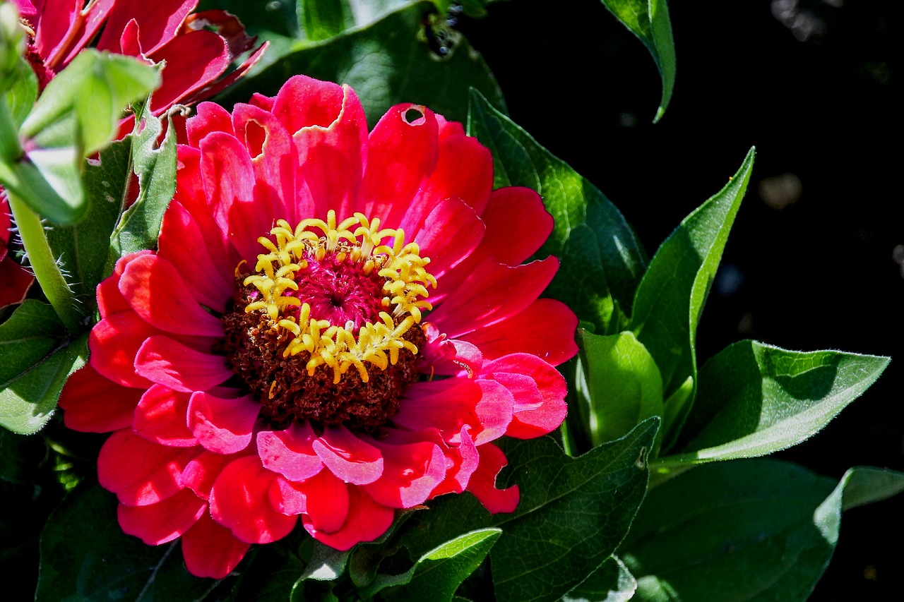 zinnia  red  flower free photo