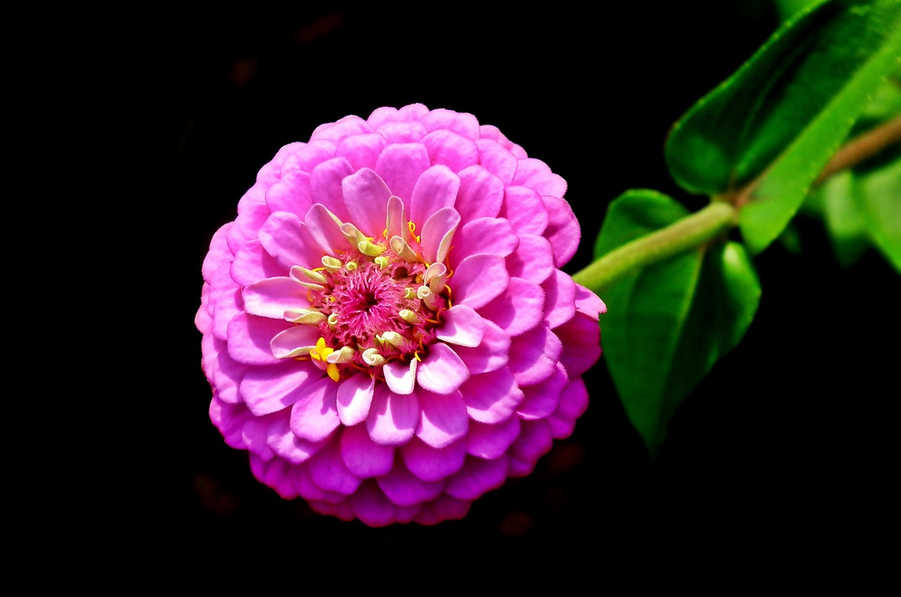 zinnia  flower  pink free photo