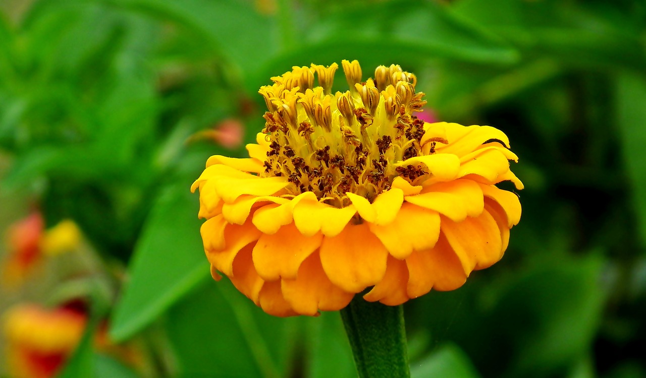 zinnia  flower  yellow free photo