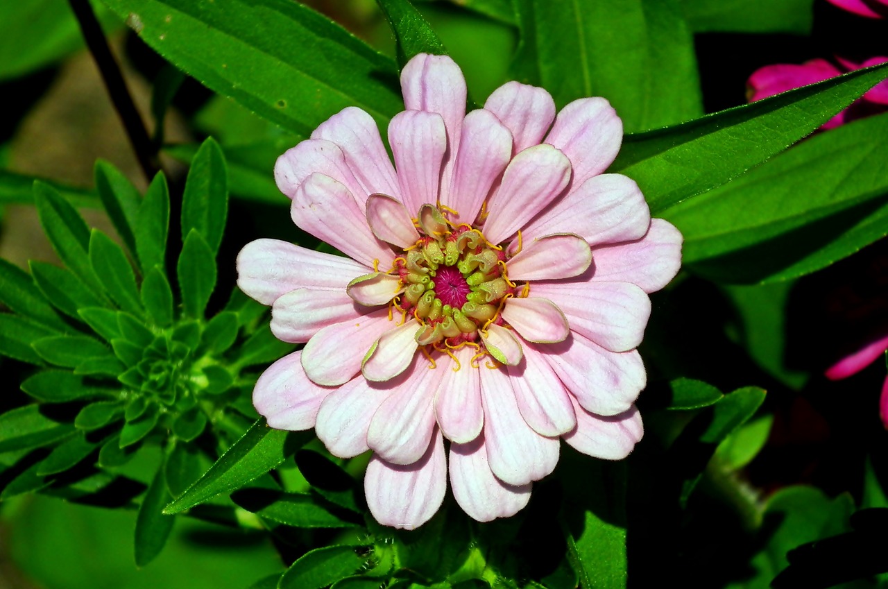 zinnia  flower  garden free photo