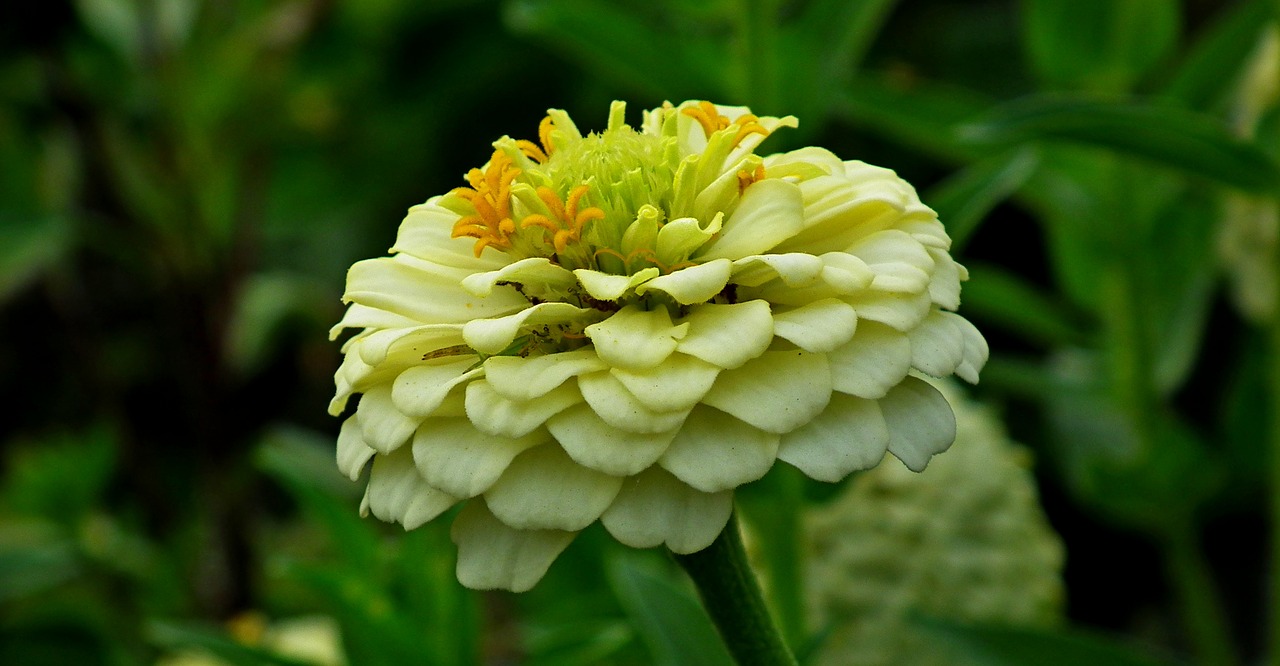 zinnia  flower  garden free photo