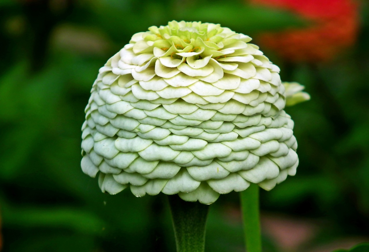 zinnia  flower  garden free photo