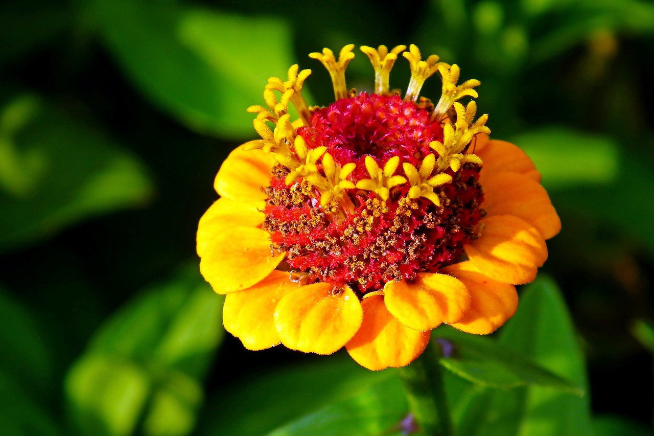 zinnia  flower  garden free photo