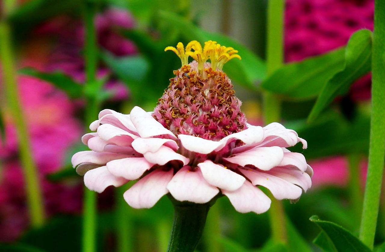 zinnia  flower  garden free photo