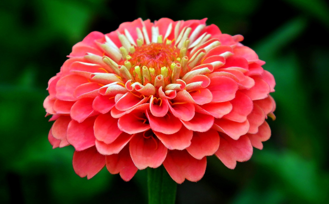 zinnia  flower  garden free photo